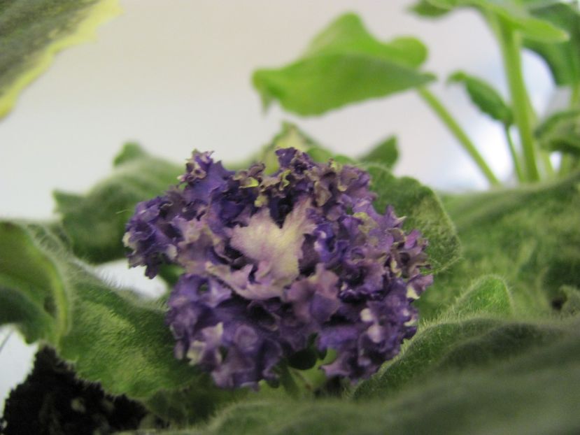  - ZZRS Pucina Marskaya