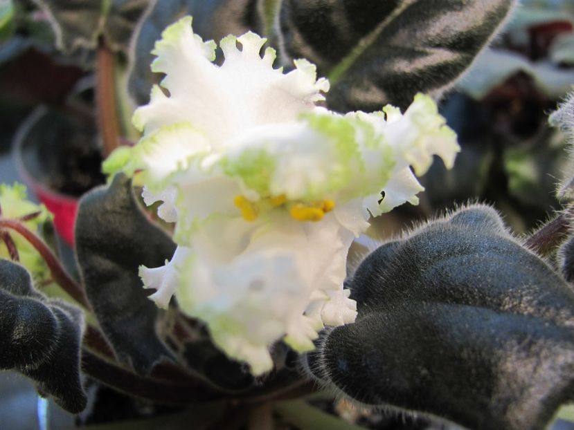  - RS Lesnoe Kruzhevo