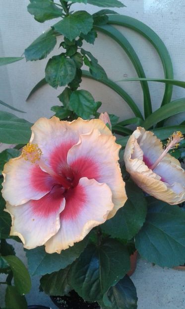  - DP s Lucky in Summer