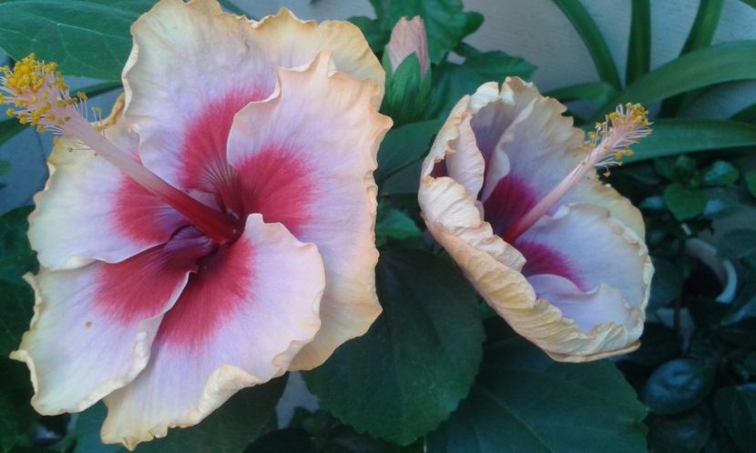  - DP s Lucky in Summer