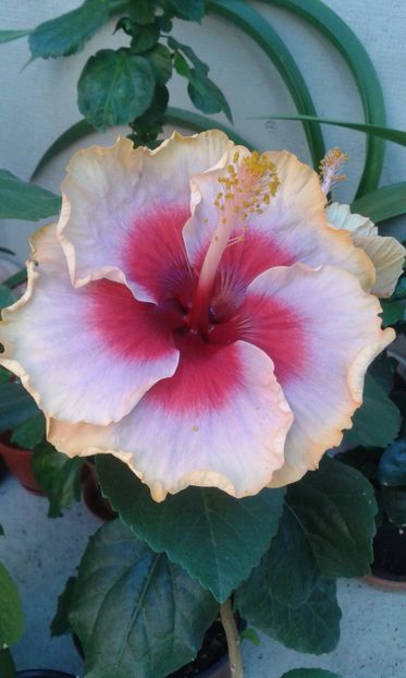  - DP s Lucky in Summer