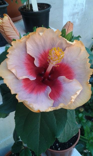  - DP s Lucky in Summer