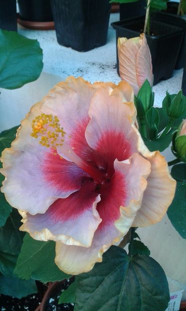  - DP s Lucky in Summer