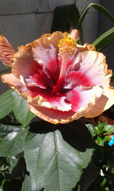  - DP s Lucky in Summer