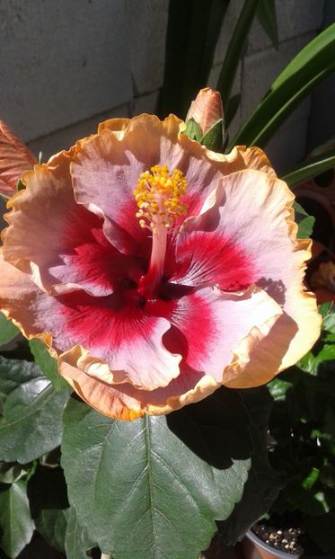  - DP s Lucky in Summer