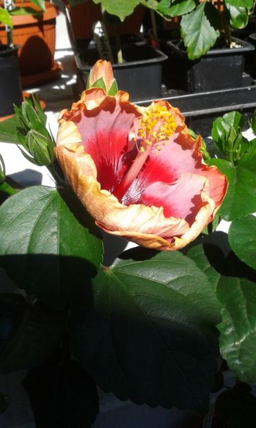  - DP s Lucky in Summer