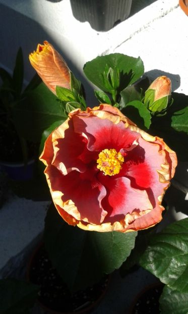  - DP s Lucky in Summer