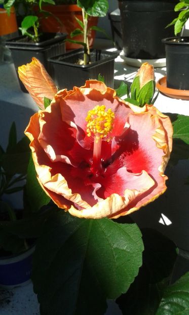  - DP s Lucky in Summer