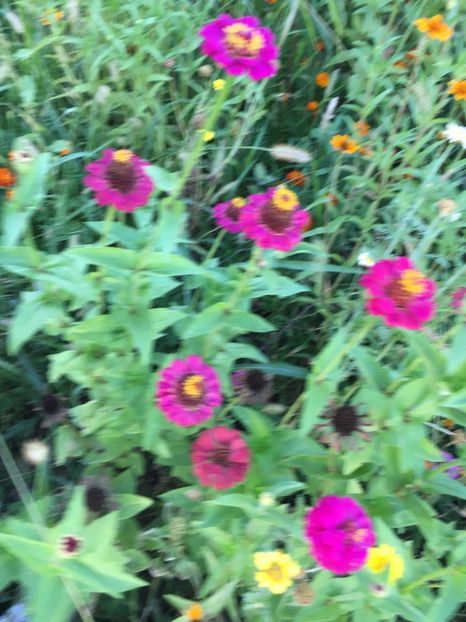 79183617-CE2A-4589-BB87-BF5D080B525E - Carciumarese 2018