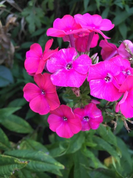 1235E511-4646-4671-B497-E84292C6D4E2 - Flox 2018