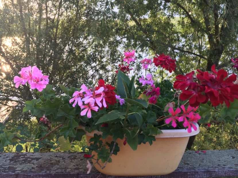 6E8CD2E1-43CA-4609-A6EB-DCF69AB65E46 - Muscate 2018