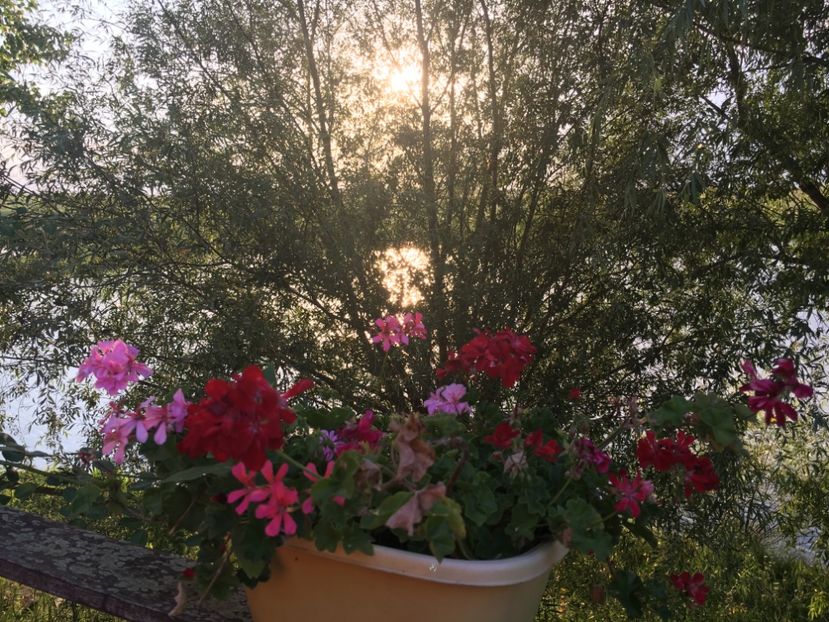 FAE2C101-380A-4682-98B7-D1BC1BD5D3D5 - Muscate 2018