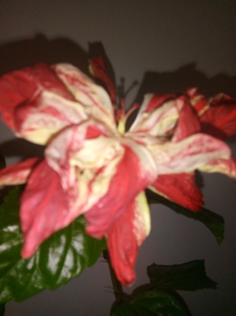 Mulțumesc marimar82 - Hibiscus 2018