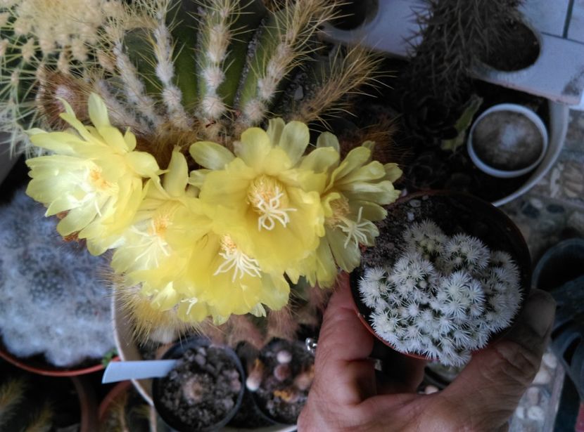  - Cactusi si suculente 2018