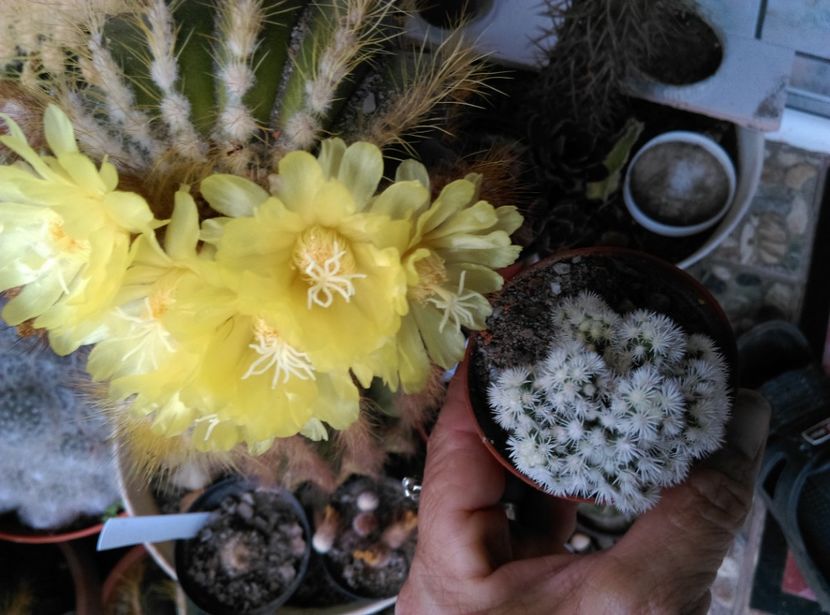  - Cactusi si suculente 2018