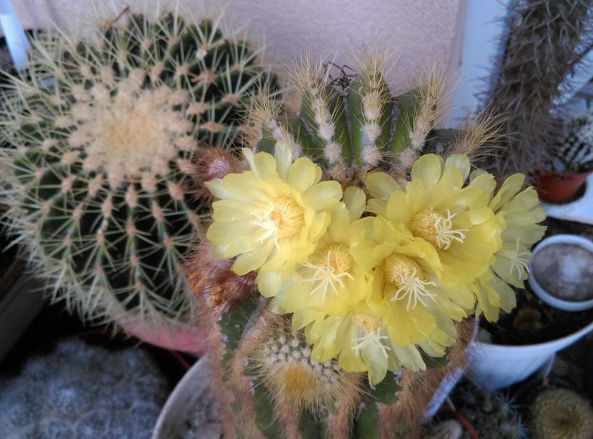  - Cactusi si suculente 2018