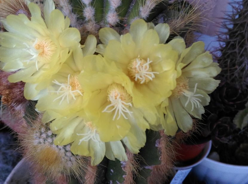  - Cactusi si suculente 2018
