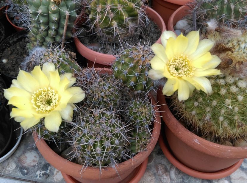  - Cactusi si suculente 2018