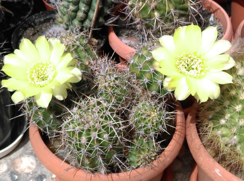  - Cactusi si suculente 2018