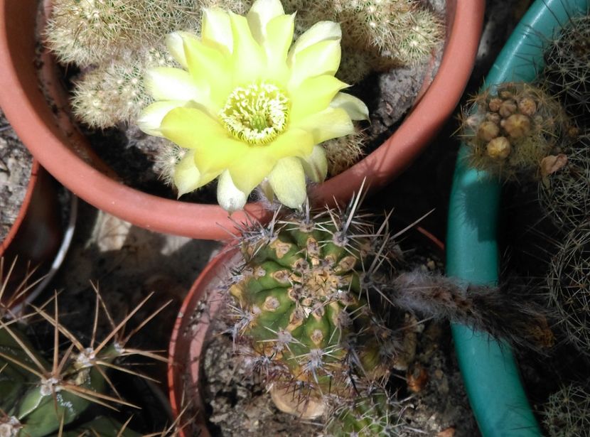  - Cactusi si suculente 2018