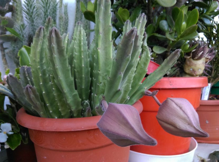  - Cactusi si suculente 2018