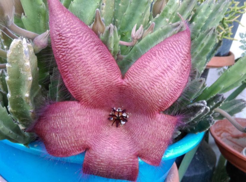  - Cactusi si suculente 2018