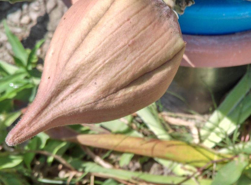  - Cactusi si suculente 2018