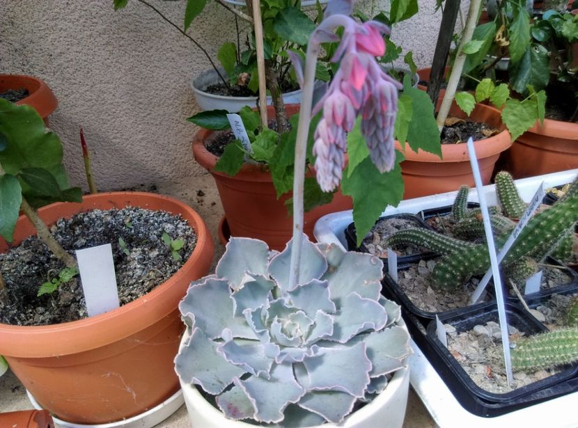  - Cactusi si suculente 2018