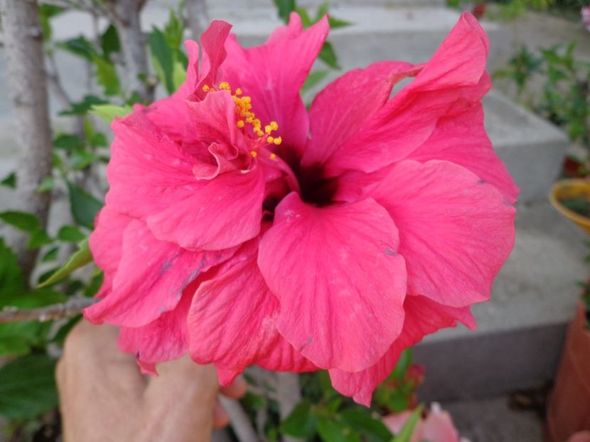  - A-HIBISCUS 2018