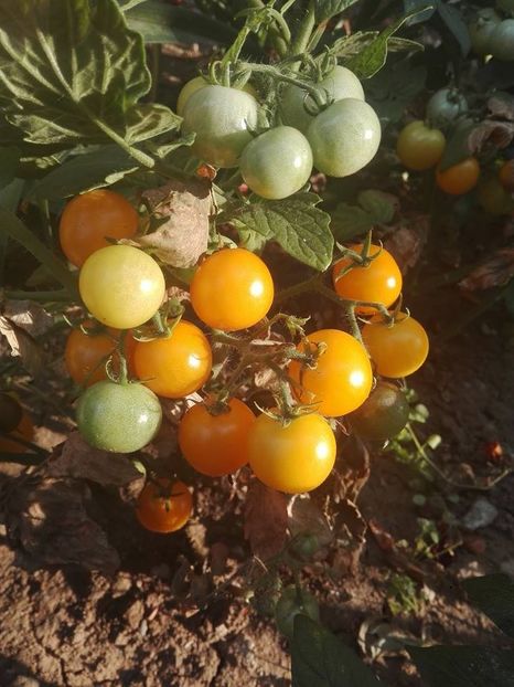 rosii chery - flori de gradina