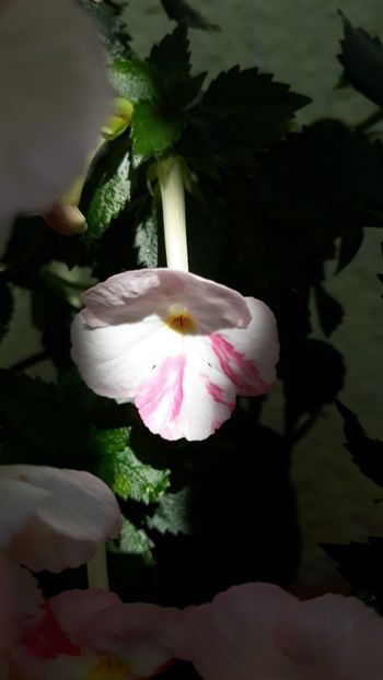  - R18 Royal Blush - renuntat