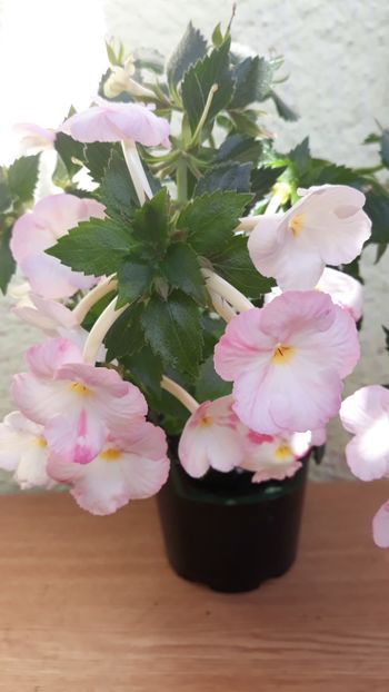  - R18 Royal Blush - renuntat