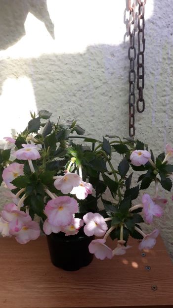  - R18 Royal Blush - renuntat