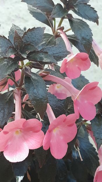 2018 - R21 - Tarantella