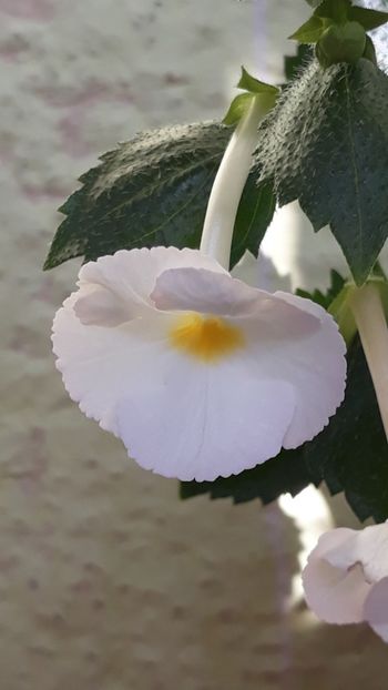 2018 - R19 - Blushing Beauty