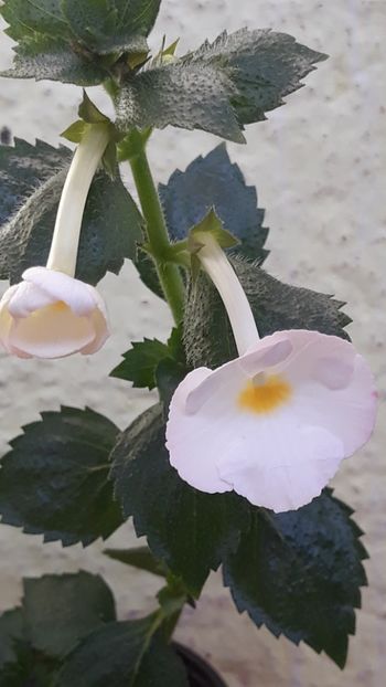  - R19 - Blushing Beauty