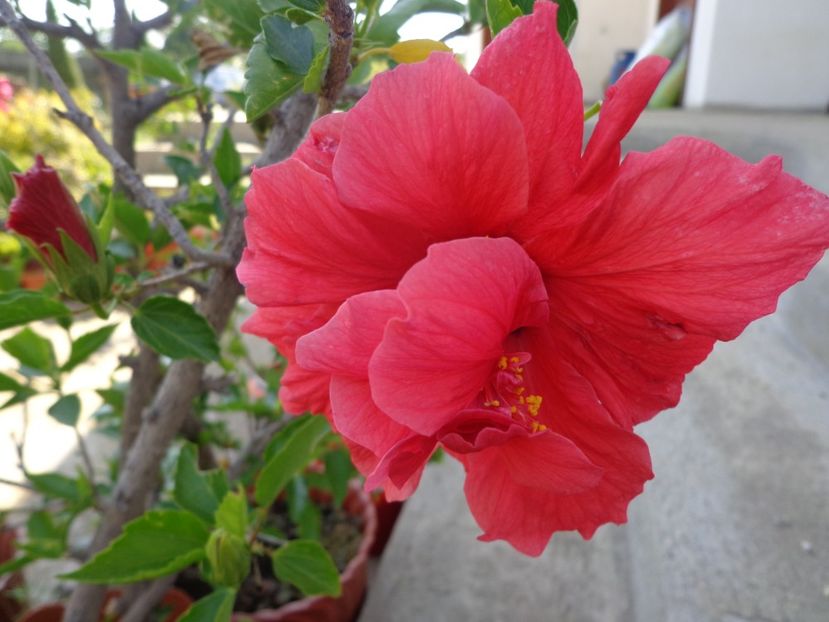  - A-HIBISCUS 2018