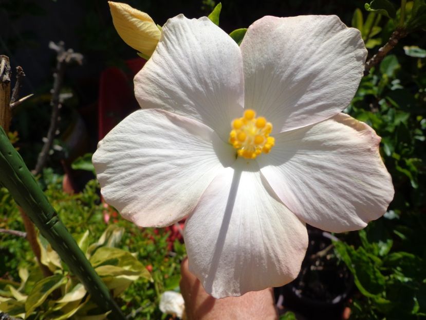  - A-HIBISCUS 2018