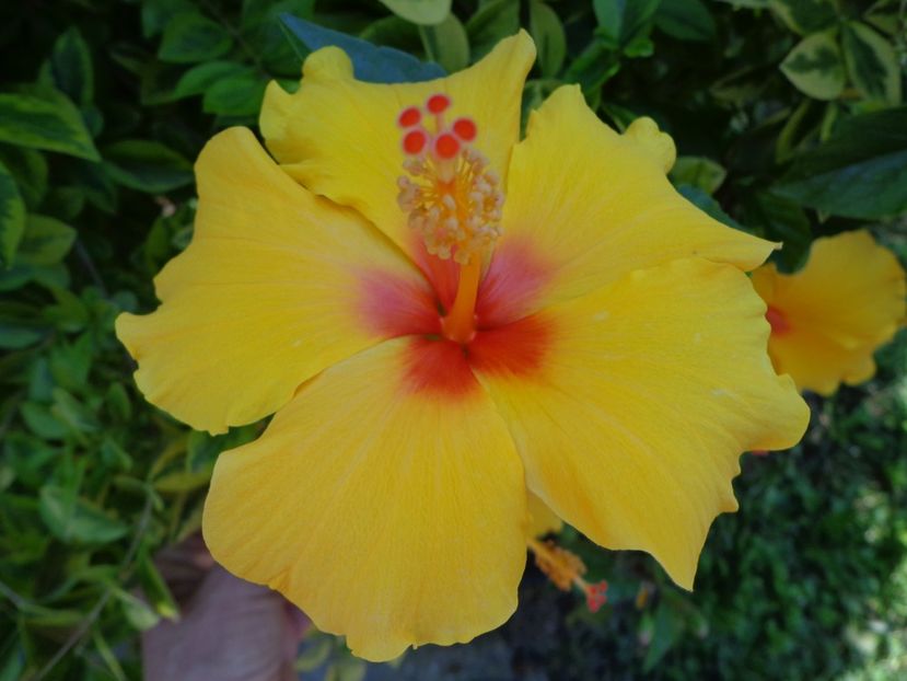  - A-HIBISCUS 2018
