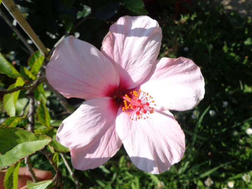  - A-HIBISCUS 2018