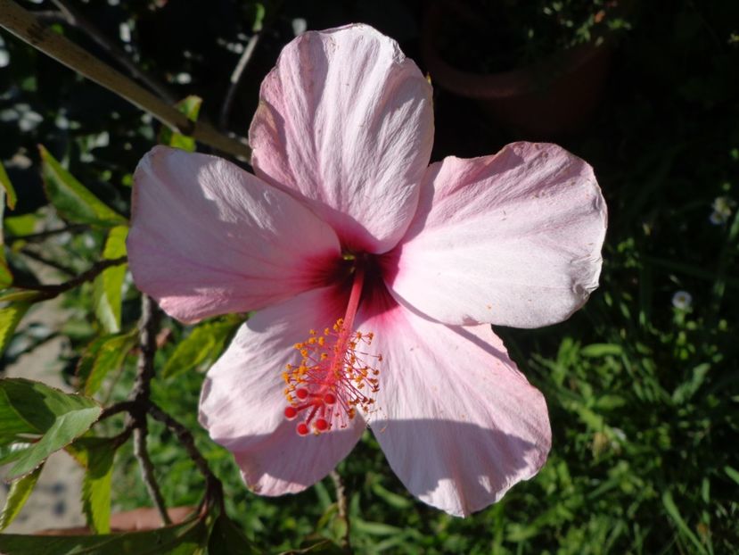  - A-HIBISCUS 2018