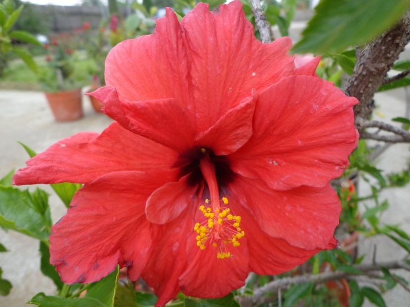 - A-HIBISCUS 2018