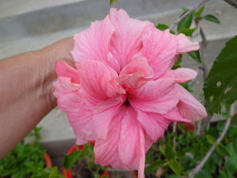  - A-HIBISCUS 2018