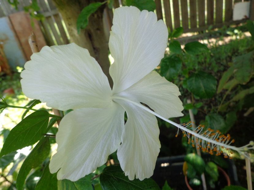  - A-HIBISCUS 2018