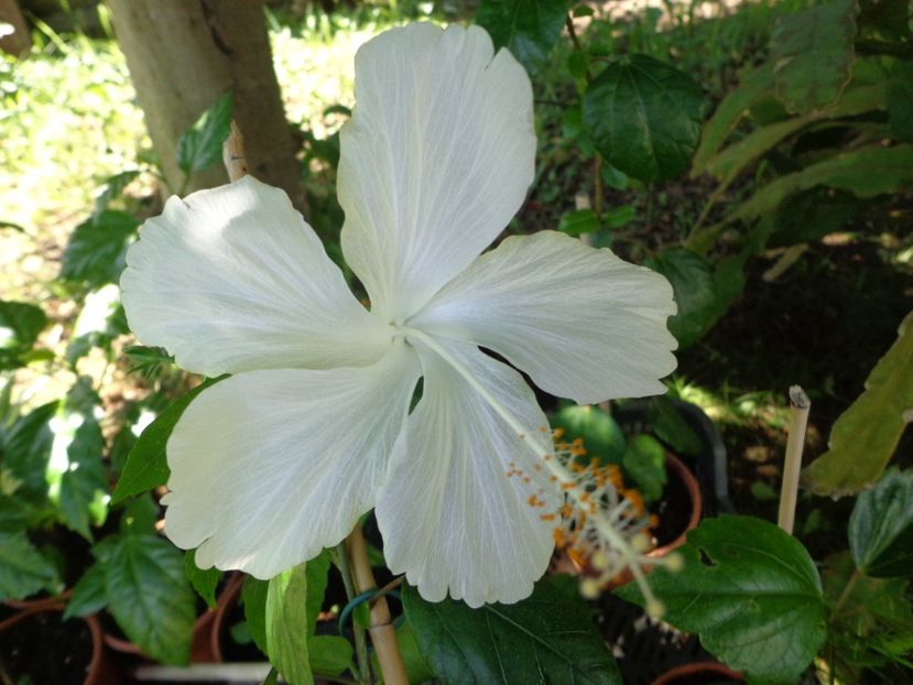  - A-HIBISCUS 2018