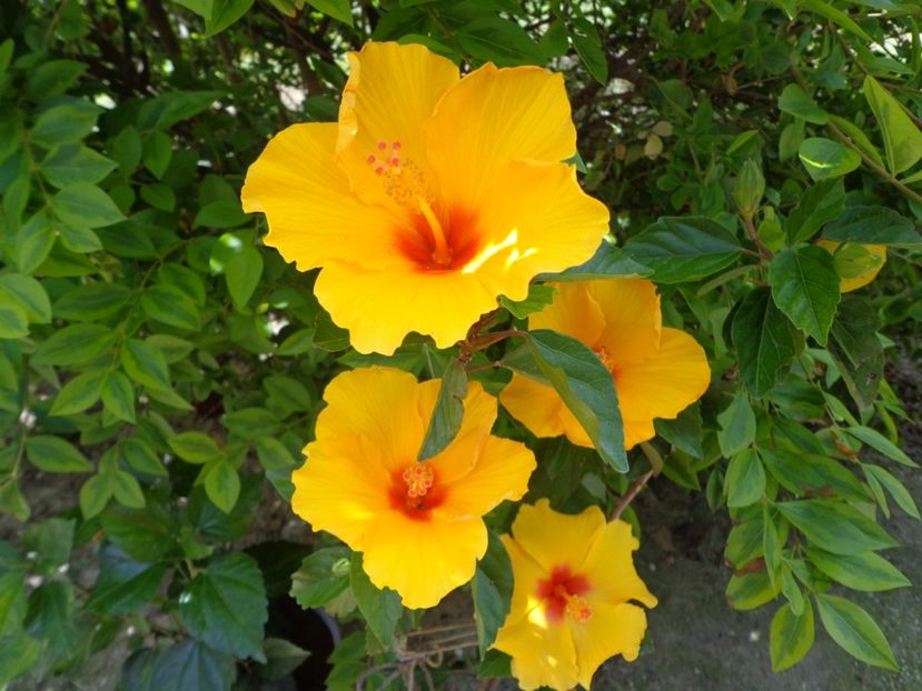  - A-HIBISCUS 2018