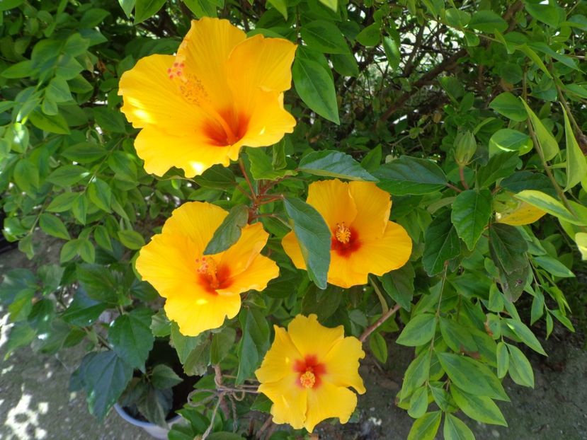  - A-HIBISCUS 2018