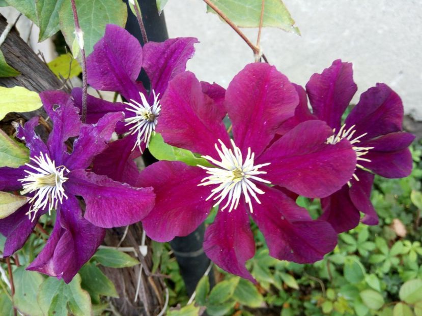 WN la a doua inflorire - 2019 Clematite