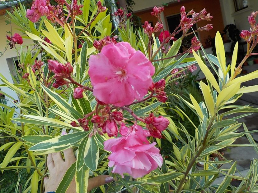  - variegat nr 24