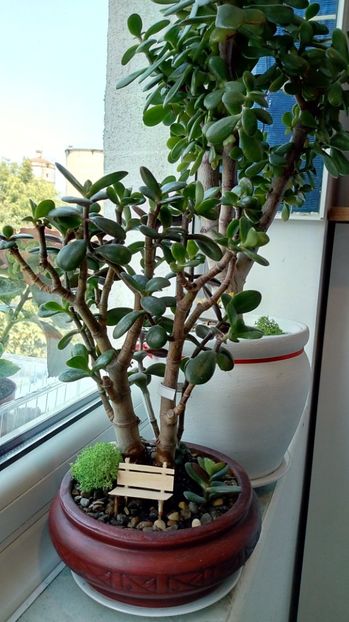  - 2018 - I love Crassula ovata